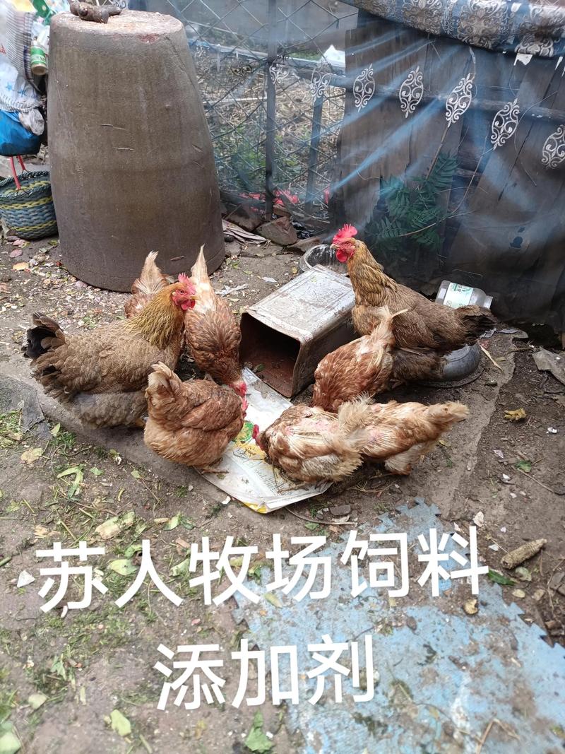 苏人牧场饲料添加剂苏,吃了,不用打疫苗,免疫力提高,蛋黄蛋清